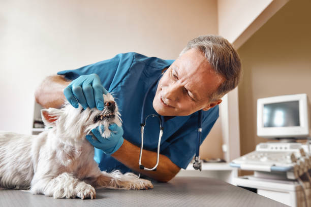 Best 24-Hour Emergency Dental Care in Aust, IN